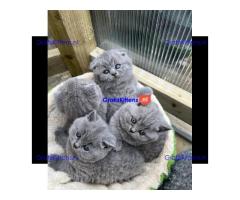 Brits korthaar katten zoeken een nieuw thuis