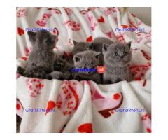 Brits korthaar katten zoeken een nieuw thuis