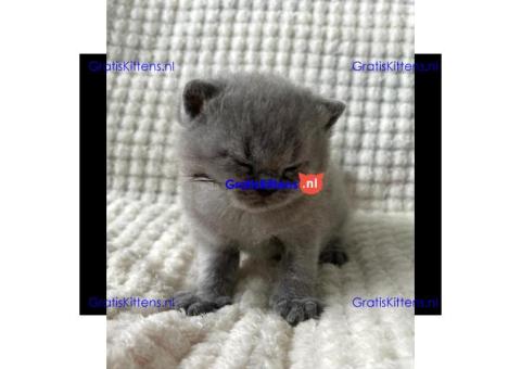 Britse Korthaar/Scottish Fold Blauw en Lilac kitten €  Whatsapp-nummer: +32 460224753