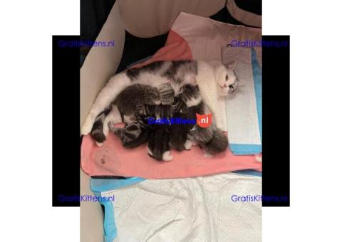Britse Korthaar/Scottish Fold Blauw en Lilac kitten €  Whatsapp-nummer: +32 460224753