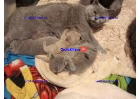 Britse Korthaar/Scottish Fold Blauw en Lilac kitten €  Whatsapp-nummer: +32 460224753