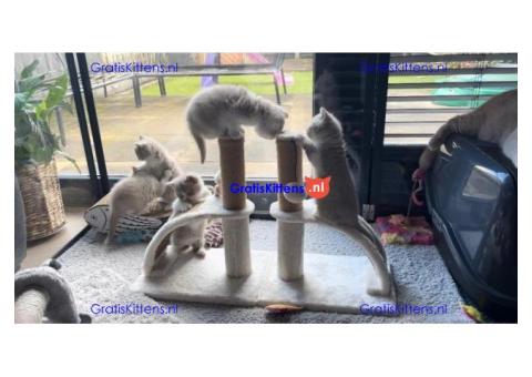 Britse Korthaar/Scottish Fold Blauw en Lilac kitten €  Whatsapp-nummer: +32 460224753