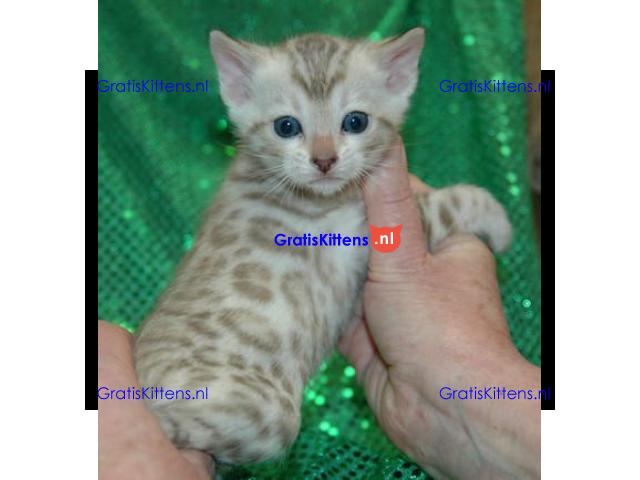 Rasechte Bengalen kitten met papieren voor adoptie