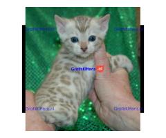 Rasechte Bengalen kitten met papieren voor adoptie