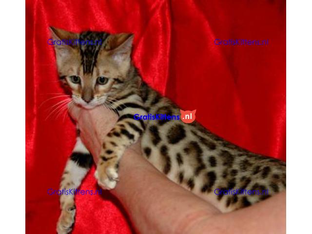 Rasechte Bengalen kitten met papieren voor adoptie