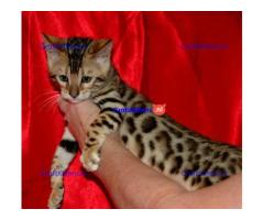 Rasechte Bengalen kitten met papieren voor adoptie