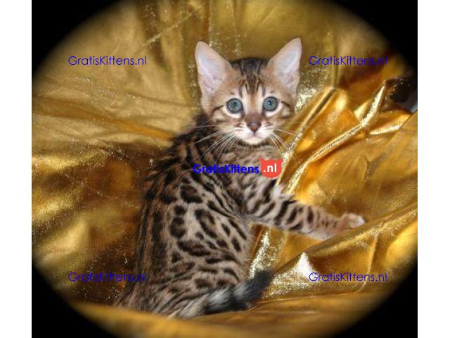 Rasechte Bengalen kitten met papieren voor adoptie