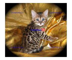 Rasechte Bengalen kitten met papieren voor adoptie