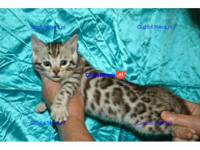 Rasechte Bengalen kitten met papieren voor adoptie