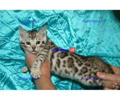 Rasechte Bengalen kitten met papieren voor adoptie