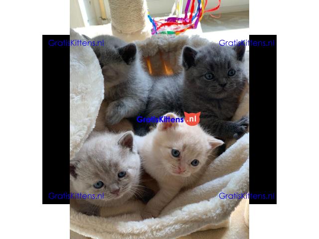 Rasecht Onze rasechte Brits Korthaar kittens