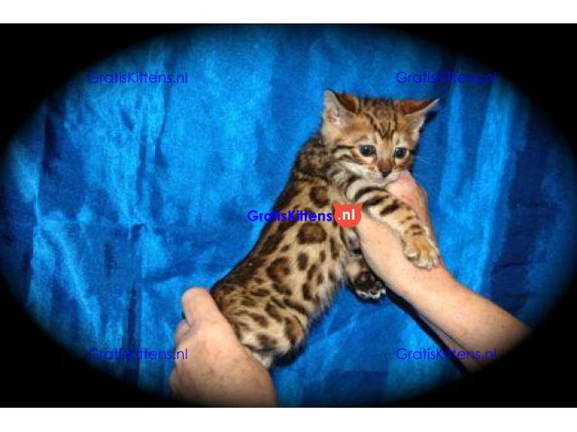 Rasechte Bengalen kitten met papieren voor adoptie