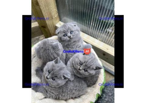 Brits korthaar katten zoeken een nieuw thuis