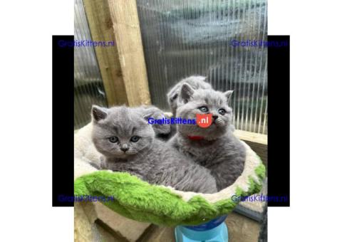 Brits korthaar katten zoeken een nieuw thuis