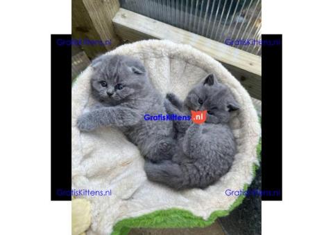 Brits korthaar katten zoeken een nieuw thuis