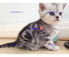 Britse Korthaar/Scottish Fold Blauw en Lilac kitten €  Whatsapp-nummer: +32 460224753