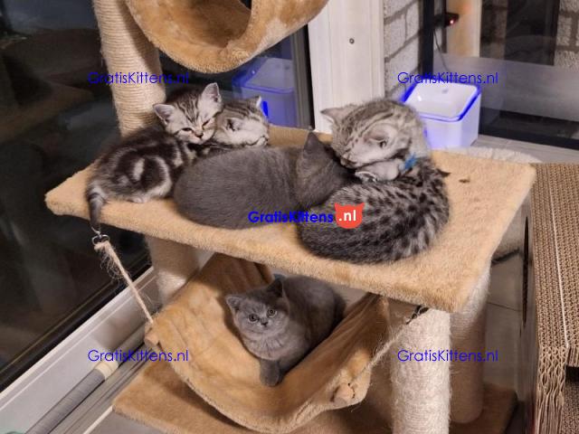 Britse Korthaar/Scottish Fold Blauw en Lilac kitten €  Whatsapp-nummer: +32 460224753