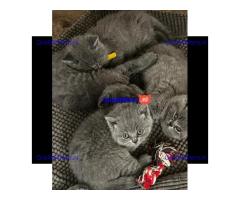 Britse Korthaar/Scottish Fold Blauw en Lilac kitten €  Whatsapp-nummer: +32 460224753