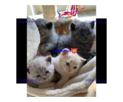 Rasecht Onze rasechte Brits Korthaar kittens