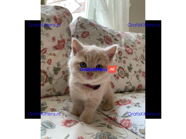 Rasecht Onze rasechte Brits Korthaar kittens