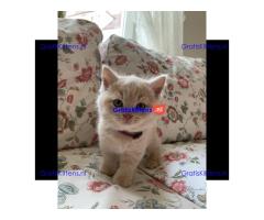 Rasecht Onze rasechte Brits Korthaar kittens