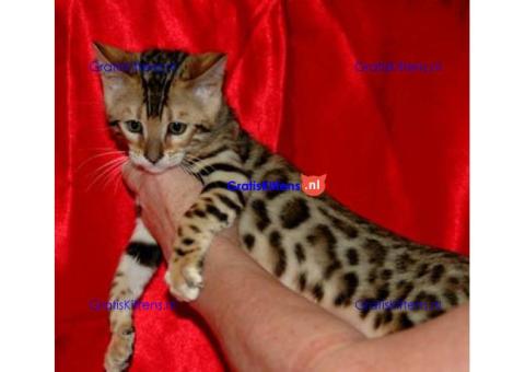 Bengalen kitten met papieren