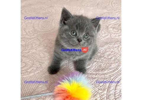 Brits Korthaar kittens
