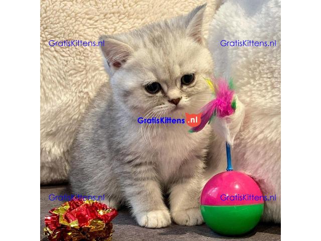 Brits Korthaar kittens