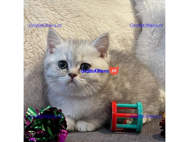 Brits Korthaar kittens