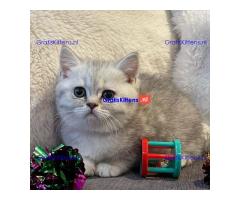 Brits Korthaar kittens