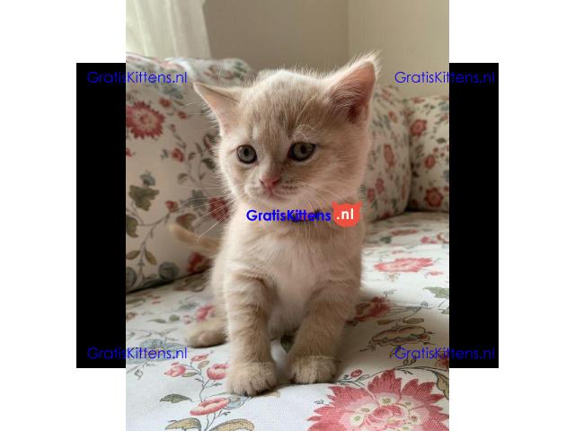 Brits Korthaar kittens