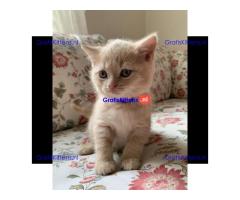 Brits Korthaar kittens