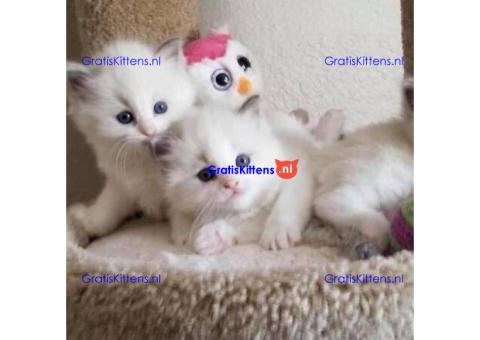 Ragdoll Kittens