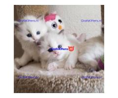 Ragdoll Kittens