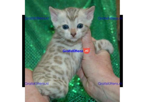 Bengalen kitten met papieren voor adoptie
