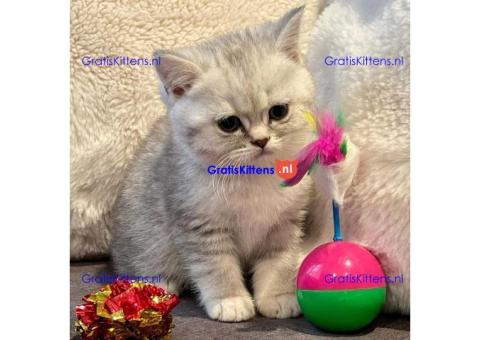 Rasechte Brits Korthaar kittens