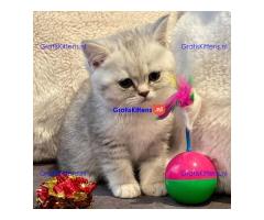Rasechte Brits Korthaar kittens