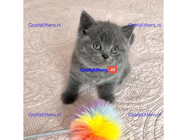 Rasechte Brits Korthaar kittens