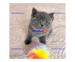 Rasechte Brits Korthaar kittens
