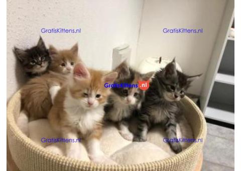 Maine Coon kitten met papieren voor adoptie