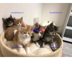 Maine Coon kitten met papieren voor adoptie