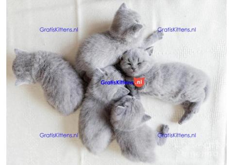 Britse Korthaar/Scottish Fold Blauw en Lilac kitten €  Whatsapp-nummer: +32 460224753