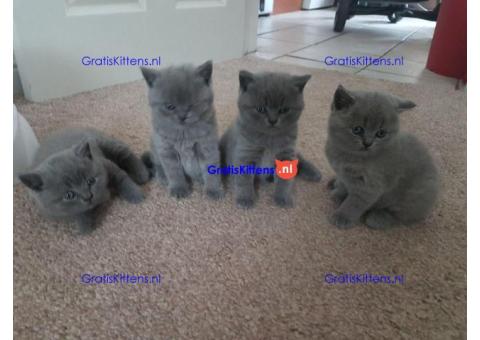 Britse Korthaar/Scottish Fold Blauw en Lilac kitten €  Whatsapp-nummer: +32 460224753