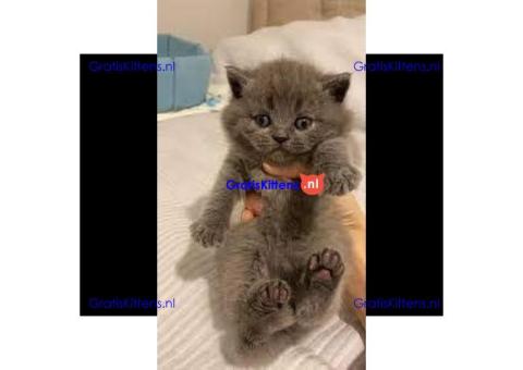 Britse Korthaar/Scottish Fold Blauw en Lilac kitten €  Whatsapp-nummer: +32 460224753