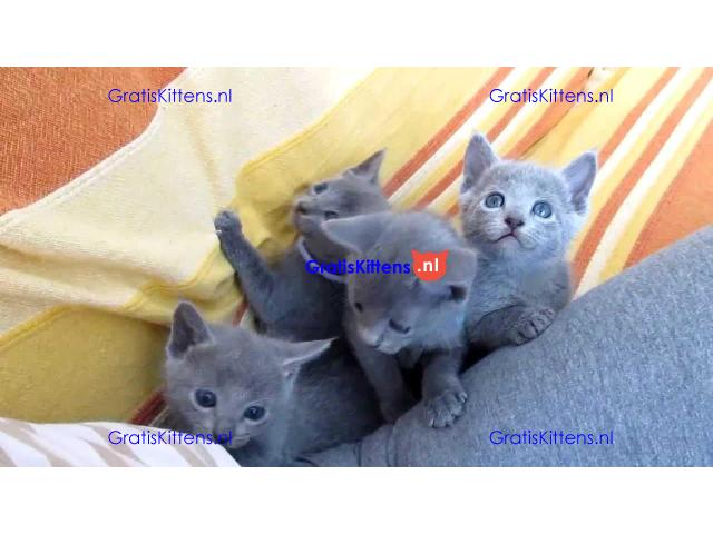 Britse Korthaar/Scottish Fold Blauw en Lilac kitten €  Whatsapp-nummer: +32 460224753