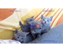 Britse Korthaar/Scottish Fold Blauw en Lilac kitten €  Whatsapp-nummer: +32 460224753