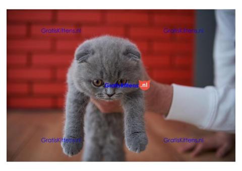 Britse Korthaar/Scottish Fold Blauw en Lilac kitten €  Whatsapp-nummer: +32 460224753