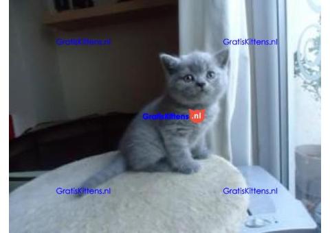 Leuke Brits Blauwe Korthaar kittens