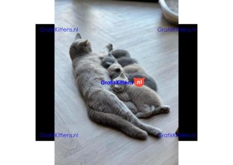 Britse Korthaar/Scottish Fold Blauw en Lilac kitten €  Whatsapp-nummer: +32 460224753