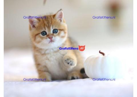 Britse Korthaar/Scottish Fold Blauw en Lilac kitten €  Whatsapp-nummer: +32 460224753